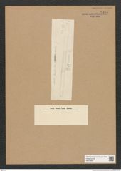 Diatomeae indet. Zeichnungen Sammlung Grunow Nr. 5499 (NHMW-BOT-W0373937)
